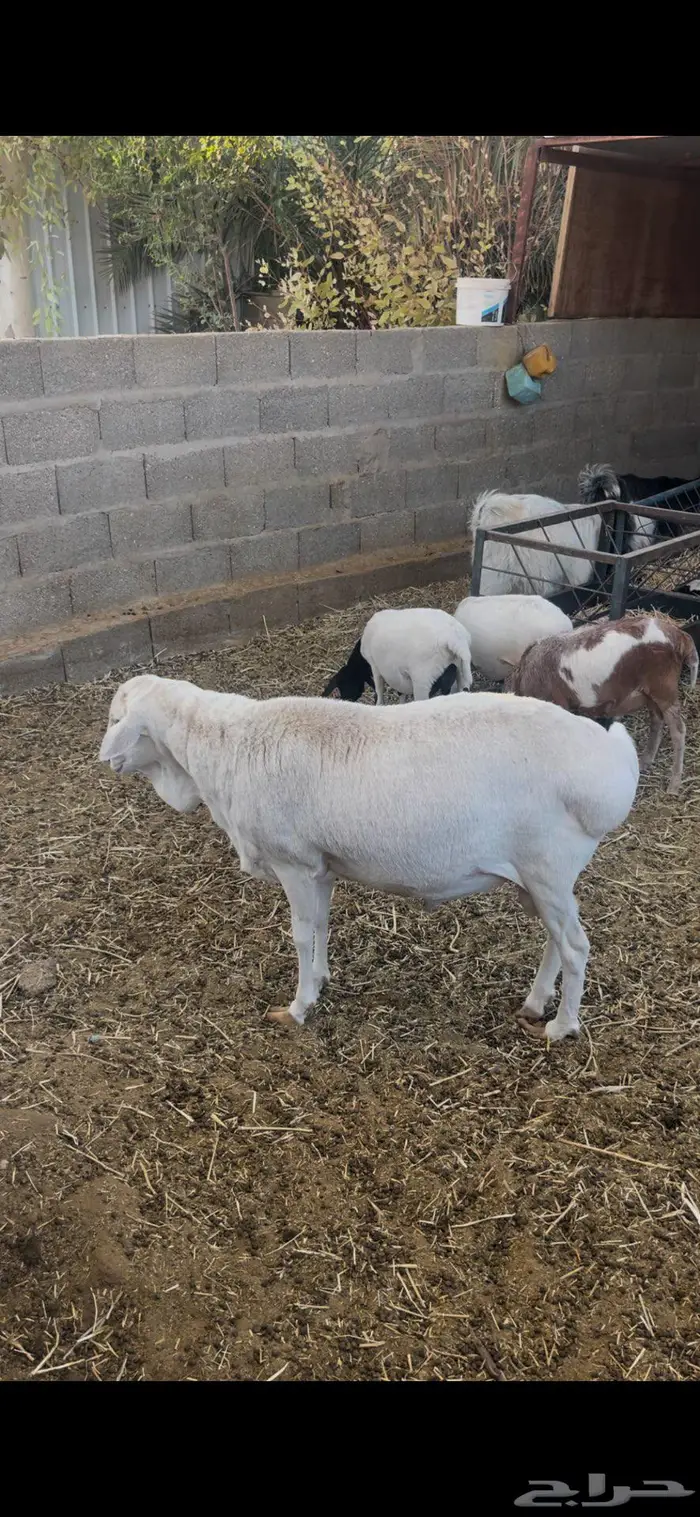 فحل بربري ابيض منتج 2