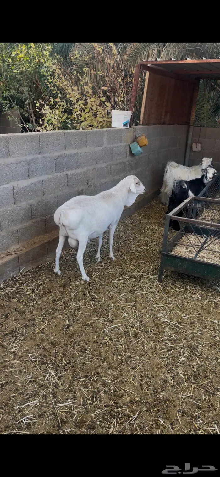 فحل بربري ابيض منتج 3