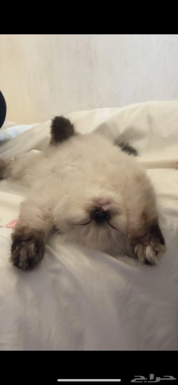 قطة عمرها 4 شهور ونصف 1