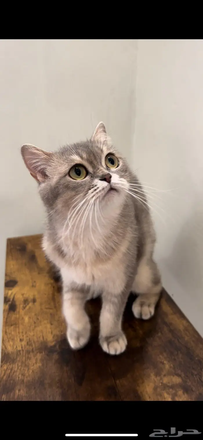 قطه سكوتش ستريت( تم البيع) 1