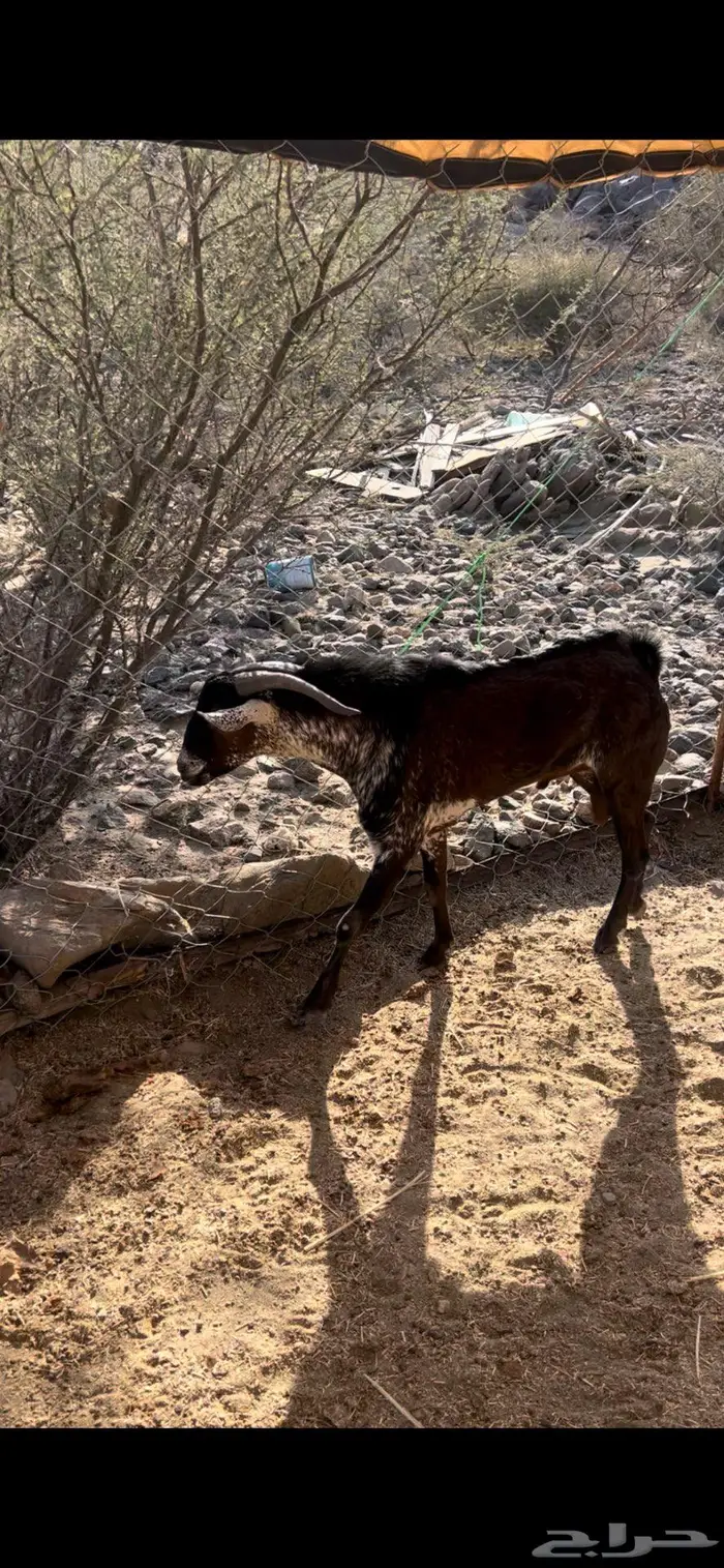 للبيع تيس محايلي اوشح 0