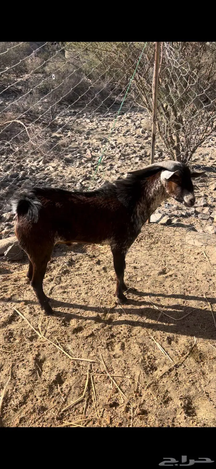 للبيع تيس محايلي اوشح 1