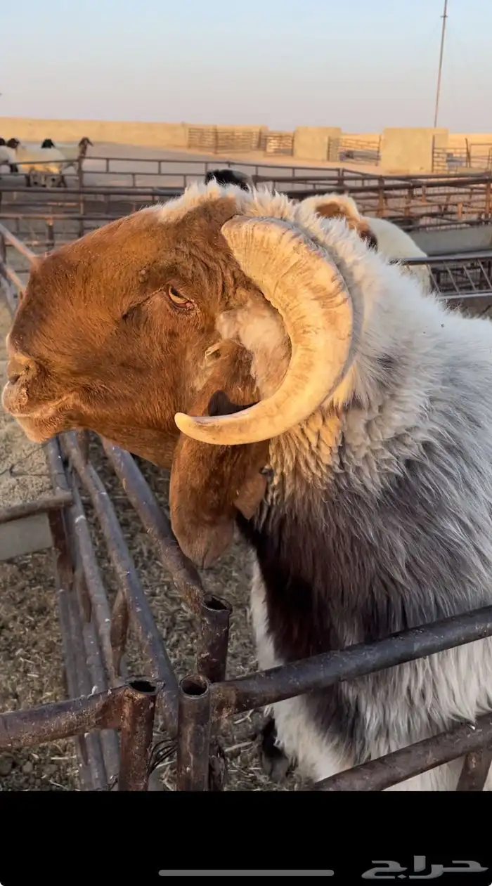 ثني مشروط فحل صنف غنم نعيم 6