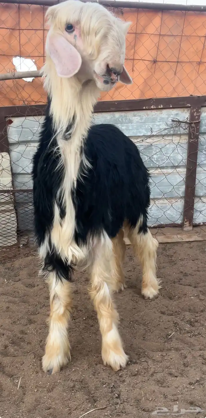 خروف نجدي صنف يسنف و موثق بفديوهات 3