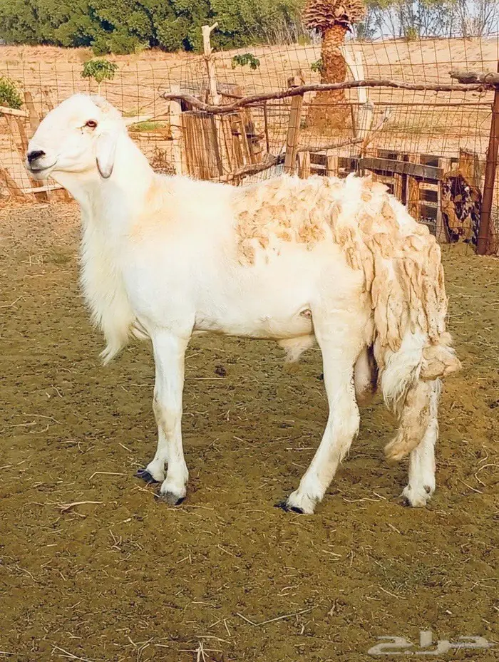 فحل حري من مراح صنف 1