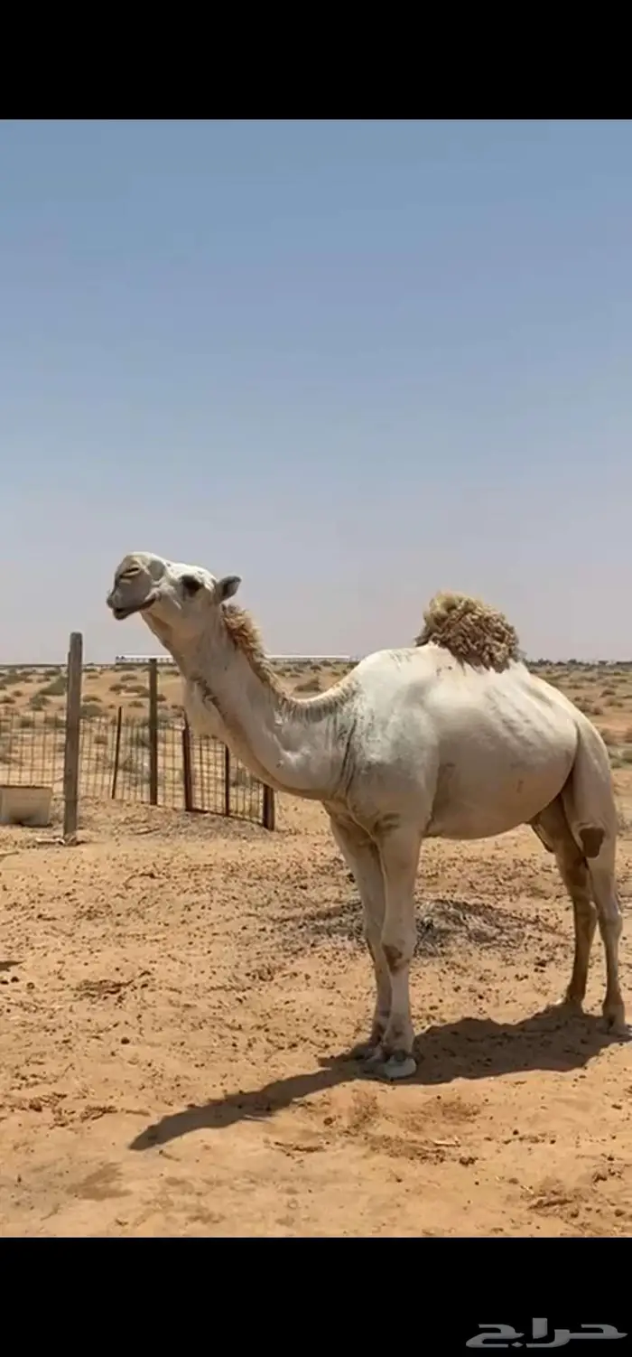 جمل مزيون طيب 0