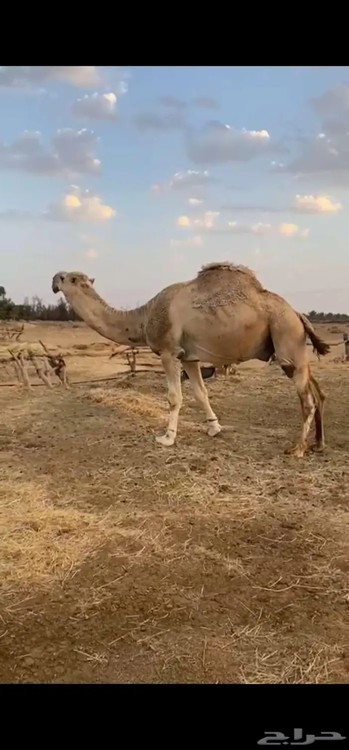 جمل مزيون طيب 3