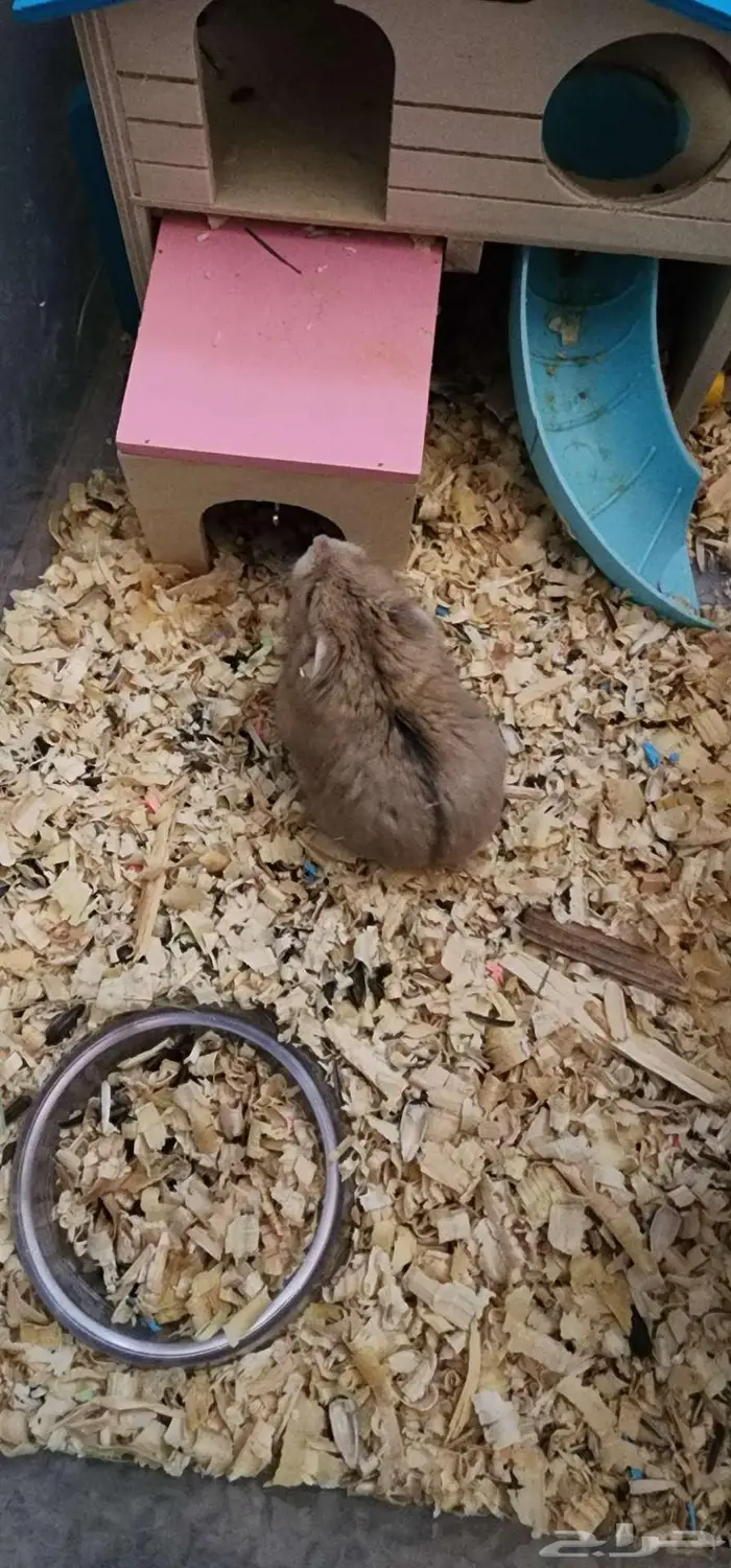 هامستر روسي قزم 2