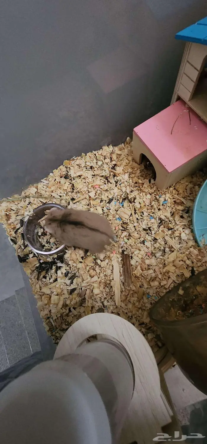 هامستر روسي قزم 4