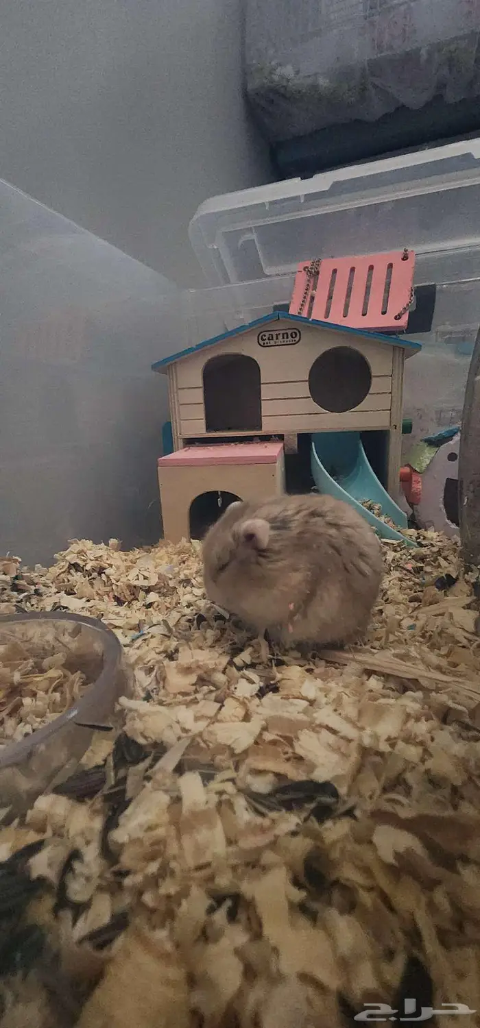 هامستر روسي قزم 3