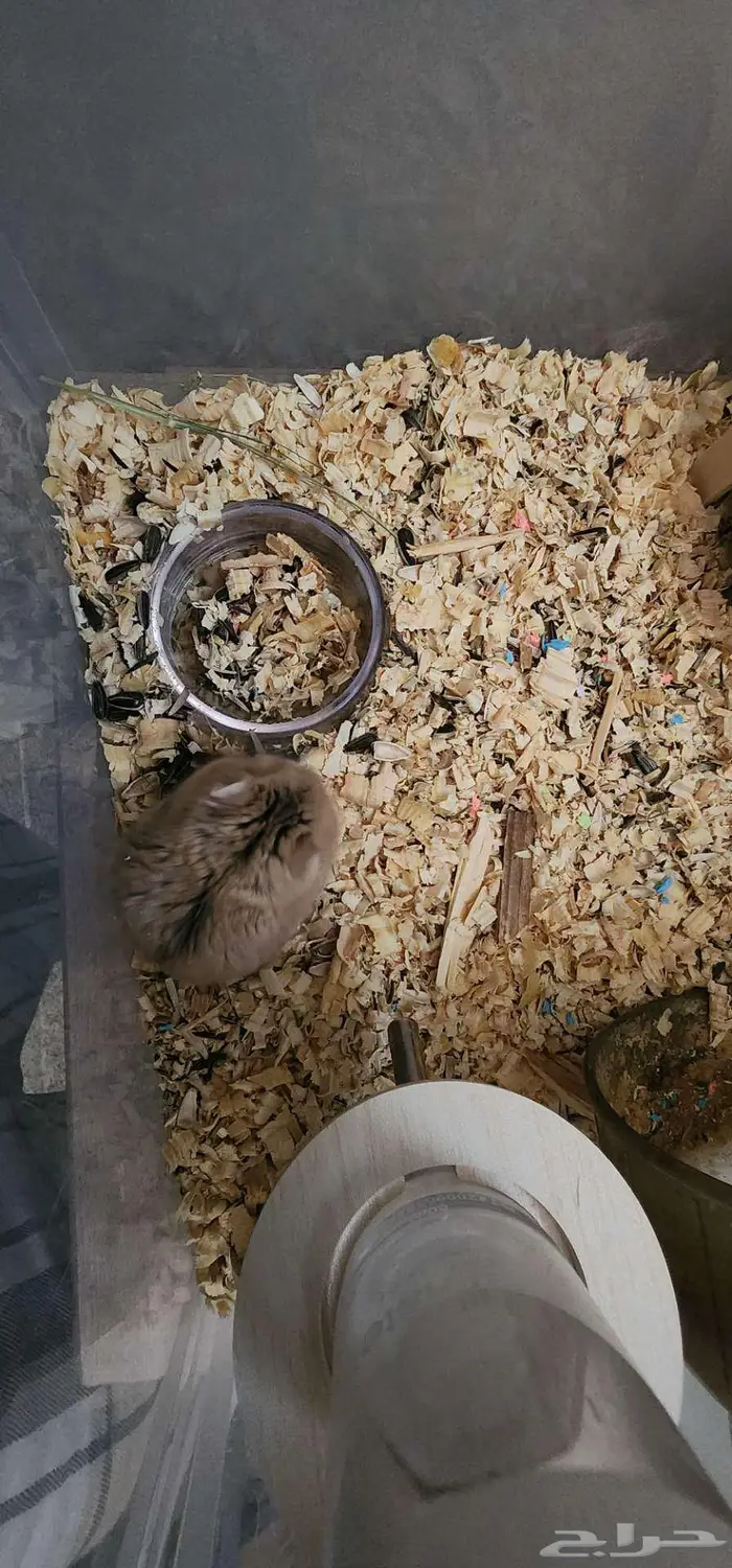 هامستر روسي قزم 1