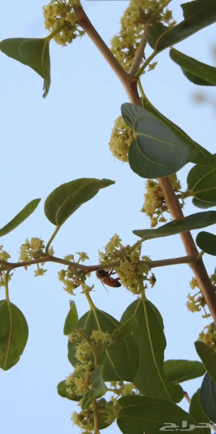 عسل سدر مضمون 2