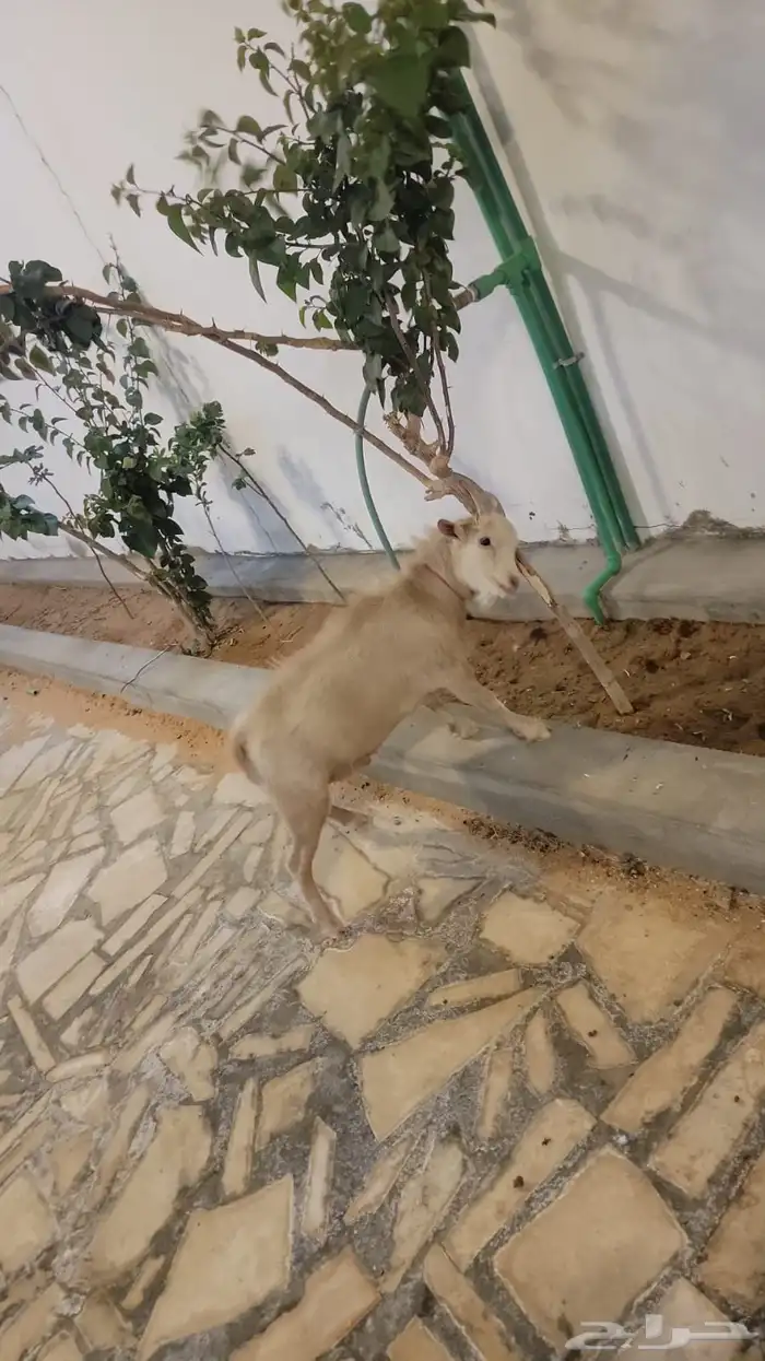 للبيع تيس قزمي 1