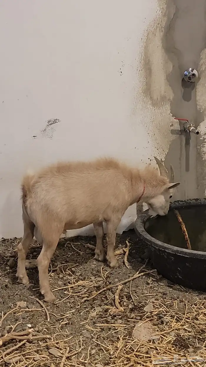 للبيع تيس قزمي 2