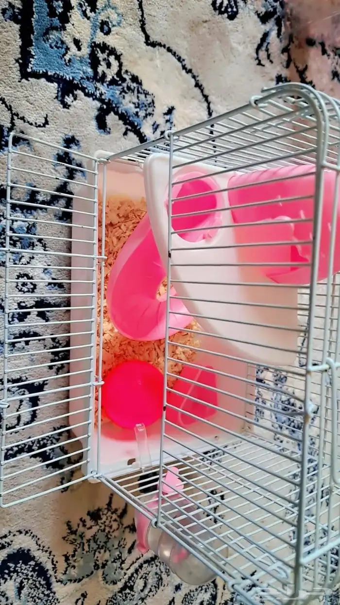 هامستر ونتر وايت للبيع 1