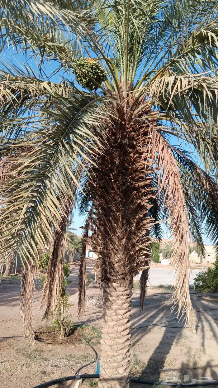 نخيل فراخه او نقايل كبيره للبيع 3