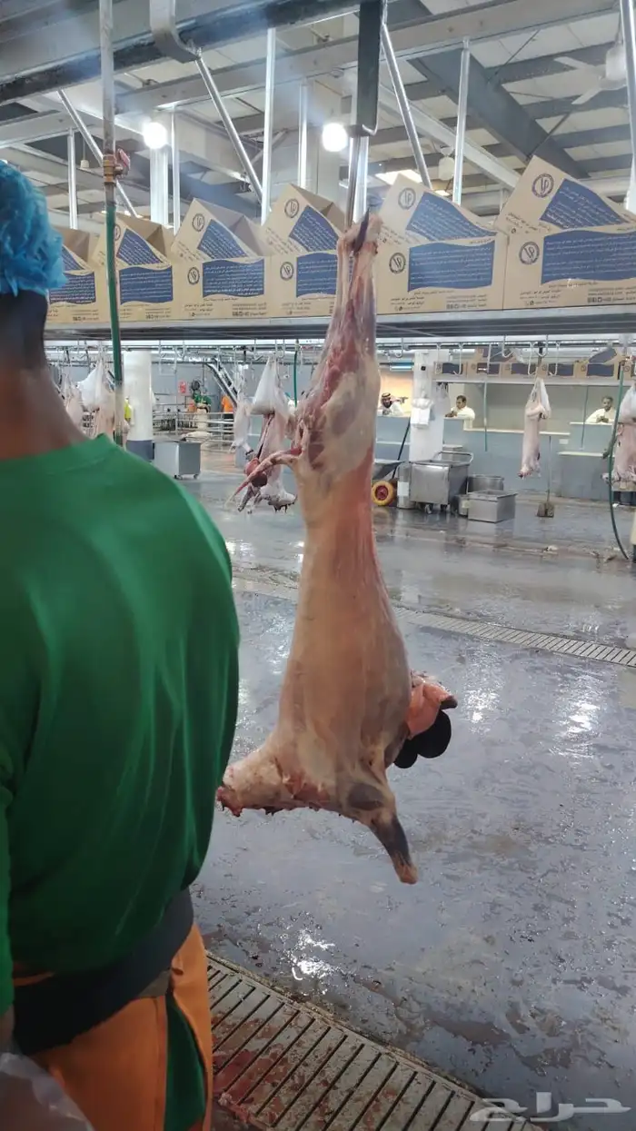 ذبايح القديه ( الرياض) 3