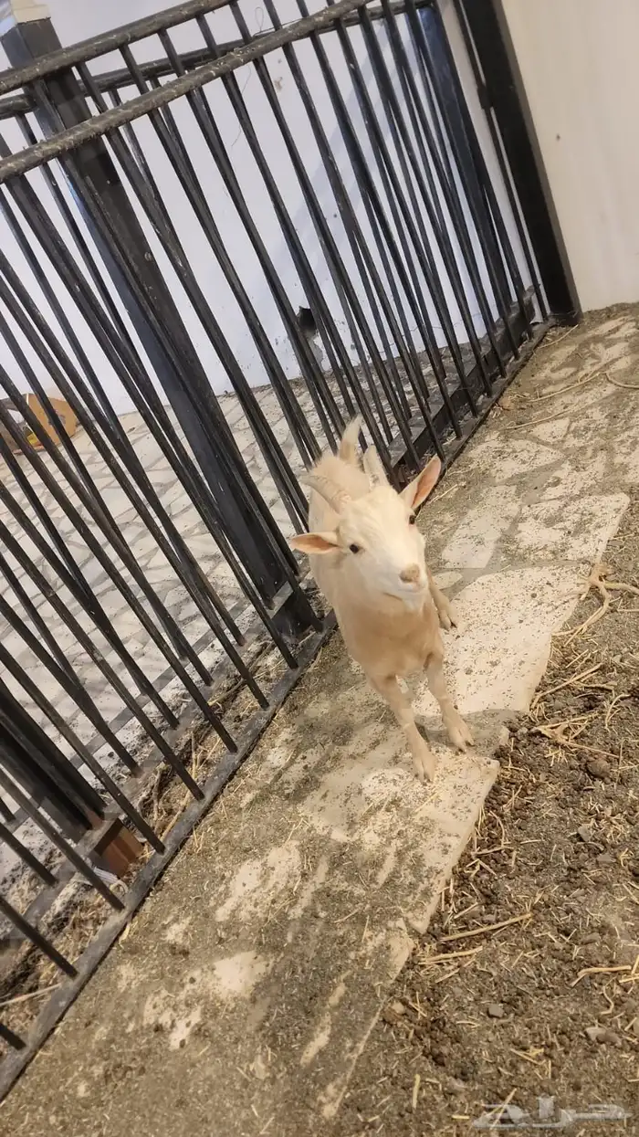 للبيع تيس قزمي 0