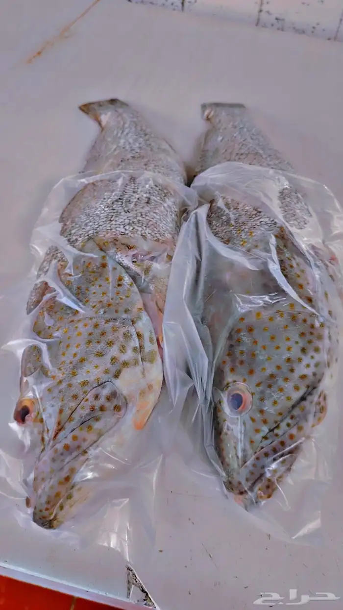 سمك اليوم طازج 6