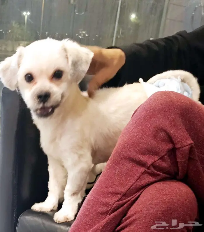 للتبني النوع كوتون محلوق options dog cotton 7