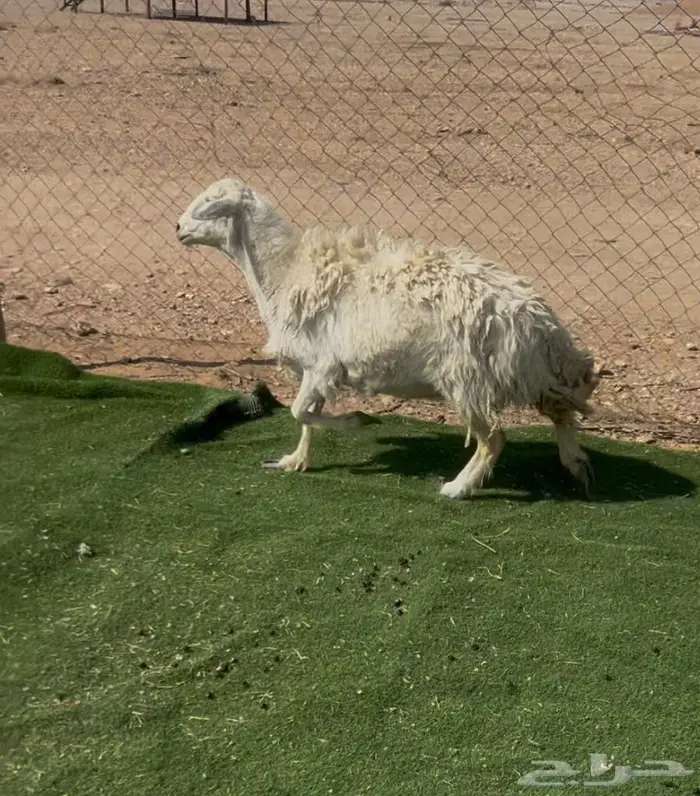 شاه حريه دافع 2