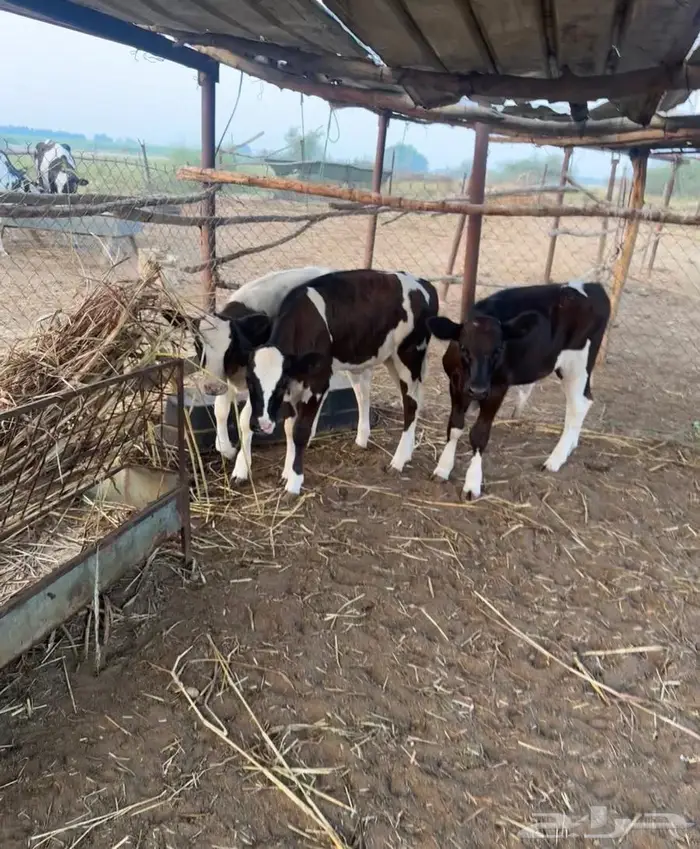 بقر هولندي فاخر ولد 22