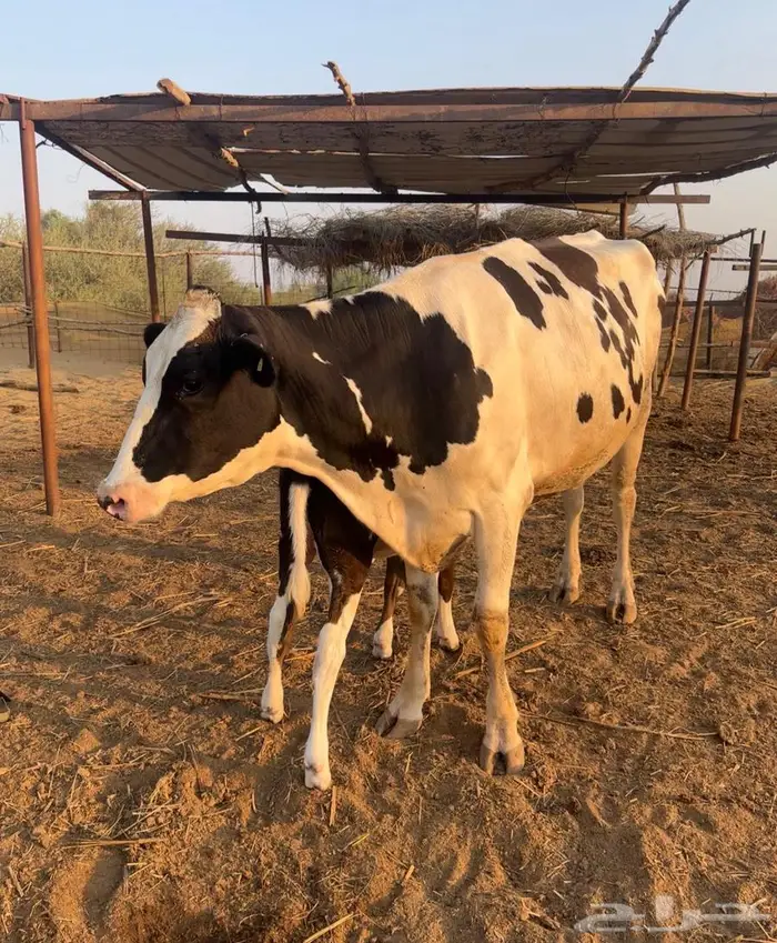 بقر هولندي فاخر ولد 7