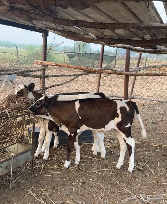 بقر هولندي فاخر ولد 2