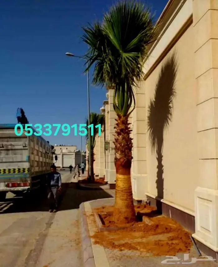 نخل واشنطني 0