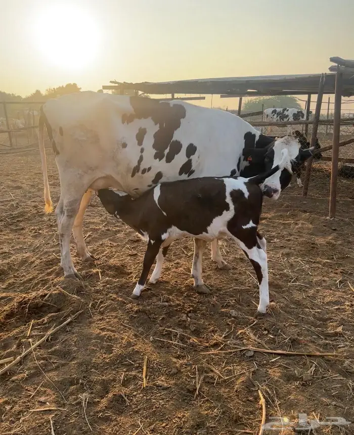 بقر هولندي فاخر ولد 11