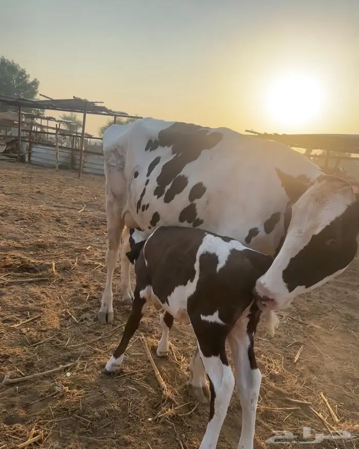 بقر هولندي فاخر ولد 1