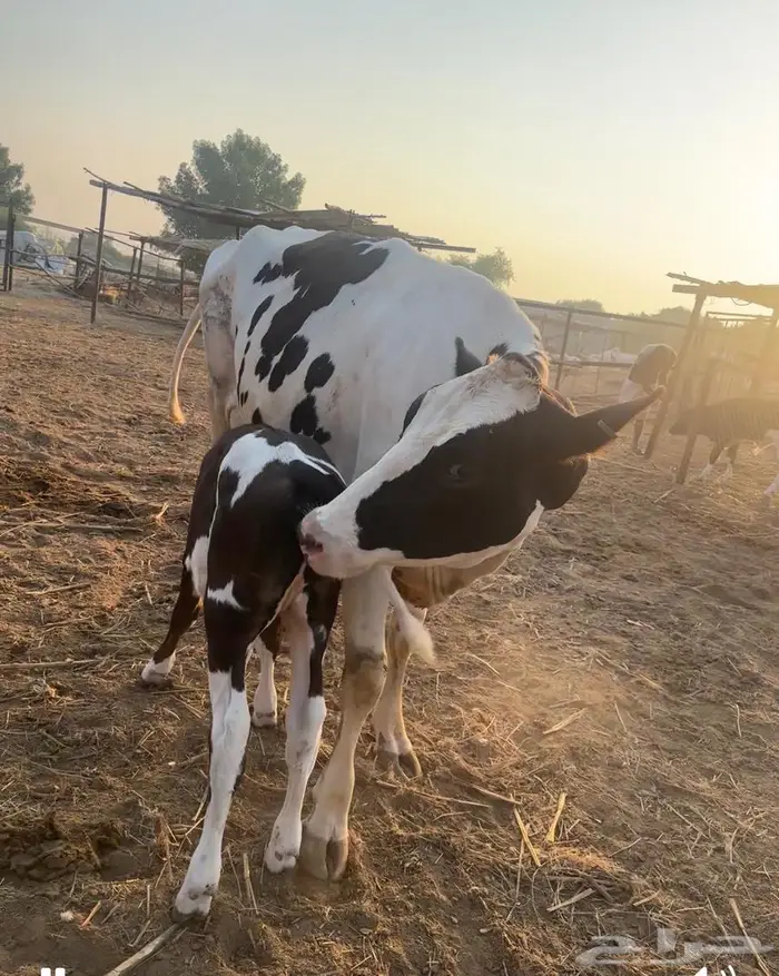 بقر هولندي فاخر ولد 0