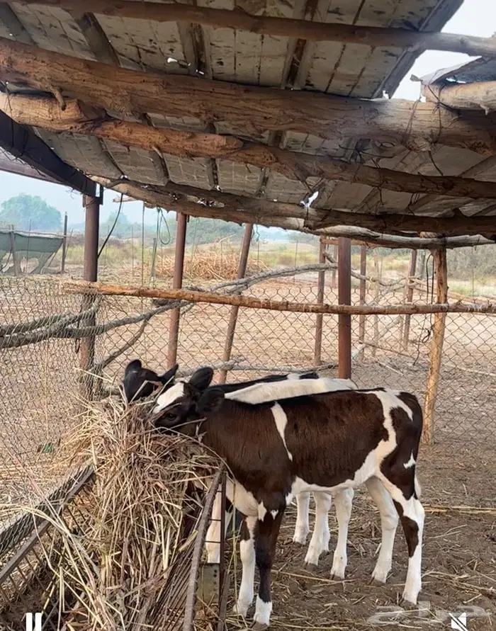 بقر هولندي فاخر ولد 25