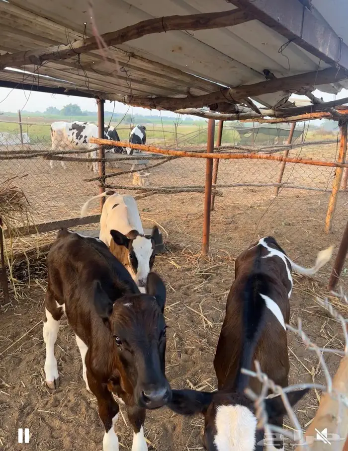 بقر هولندي فاخر ولد 26