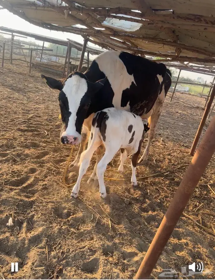 بقر هولندي فاخر ولد 5