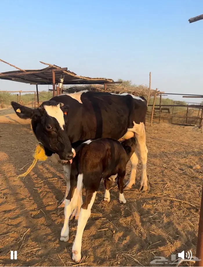 بقر هولندي فاخر ولد 9