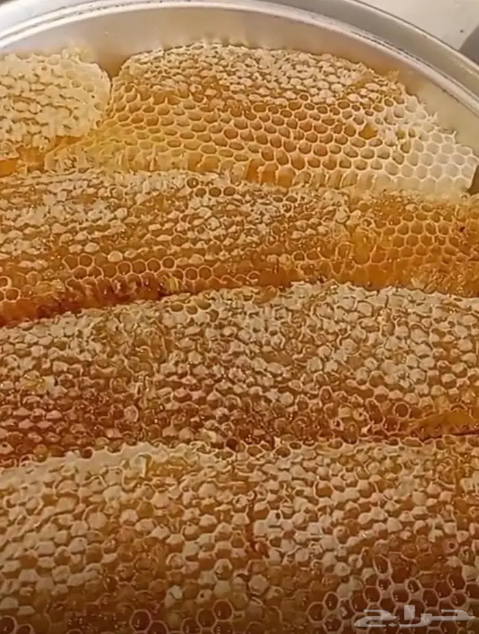 عسل سدر الموسم 0