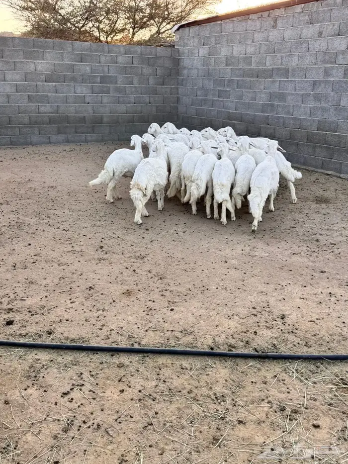 16 خروف للبيع 3