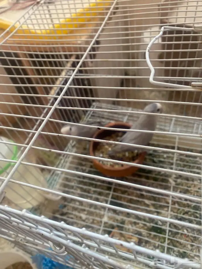 زوج روز متاح 0