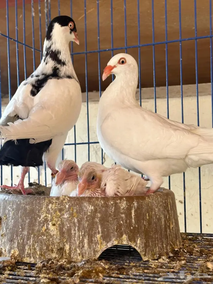 دنش للبيع جوز معه عياله 1