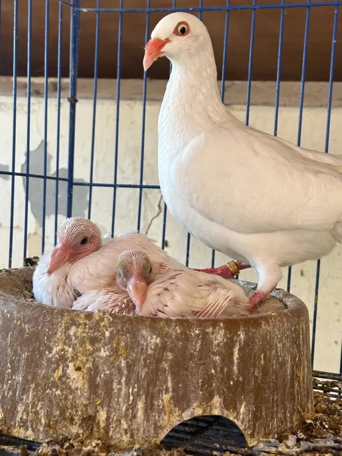 دنش للبيع جوز معه عياله 3