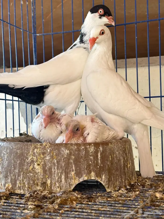 دنش للبيع جوز معه عياله 0