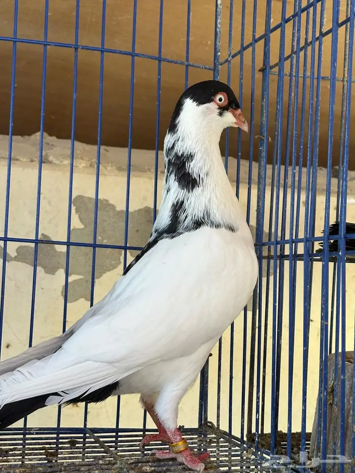 دنش للبيع جوز معه عياله 2