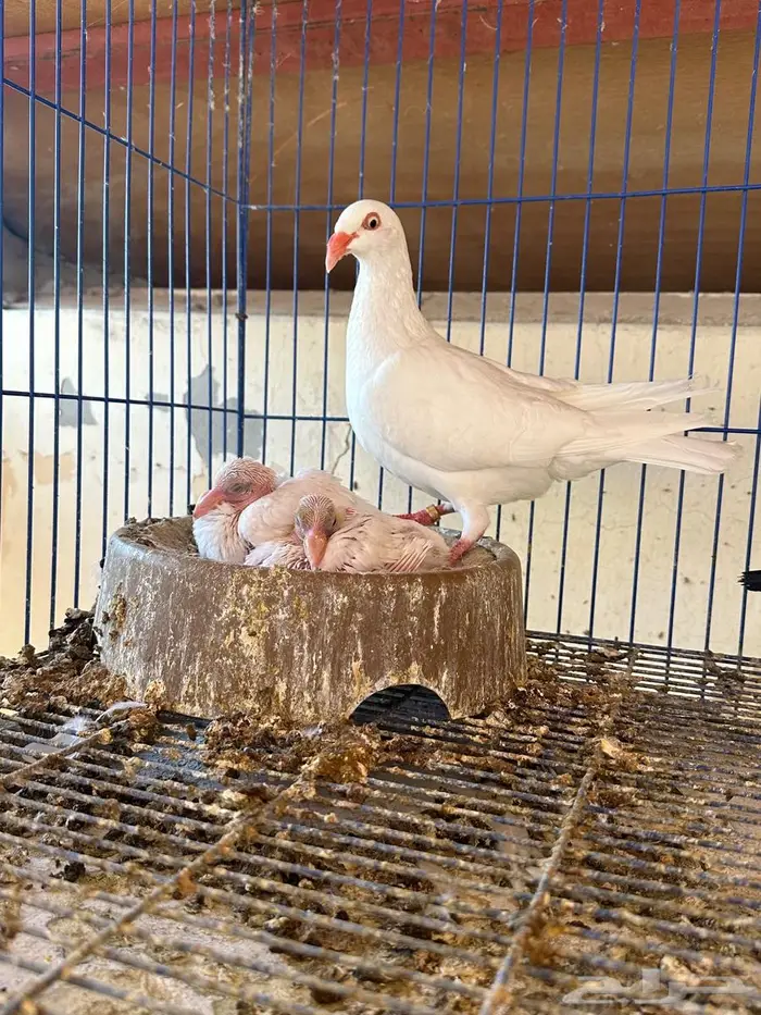 دنش للبيع جوز معه عياله 6