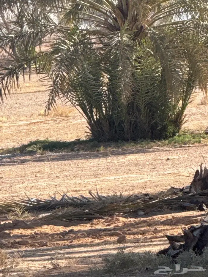 فراخه وجثايث للييع 0