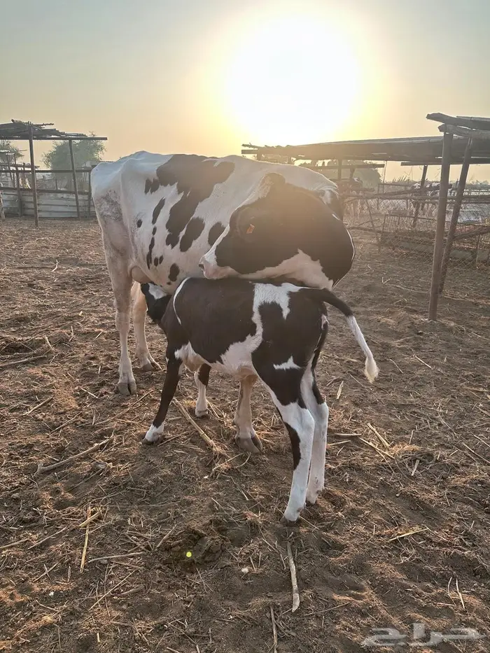 بقر هولندي فاخر ولد 17