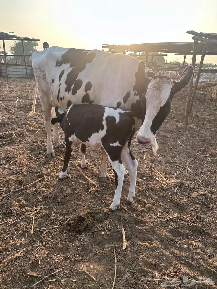 بقر هولندي فاخر ولد 20