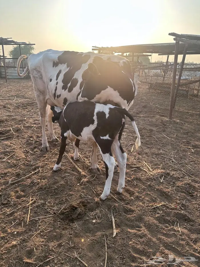 بقر هولندي فاخر ولد 21