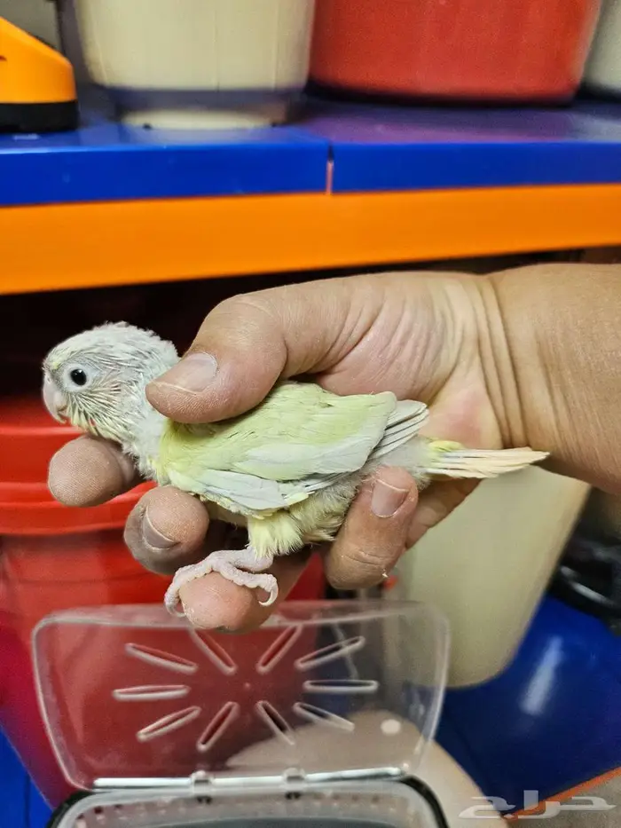 فروخ مون شيك 1