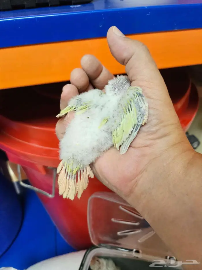 فروخ مون شيك 3